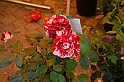 Festa delle rose_59